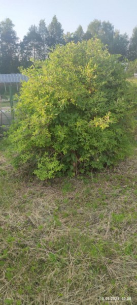 г Верхняя пышма, СНТ Мираж, уч.№ 99 в Среднеуральске - sredneuralsk.yutvil.ru - фото 25