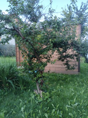 Коллективный сад номер 7, участок 58 в Среднеуральске - sredneuralsk.yutvil.ru - фото 28 Коллективный сад номер 7, участок 58 в Среднеуральске - sredneuralsk.yutvil.ru - фото 28
