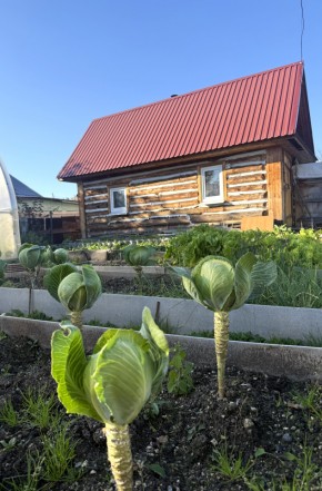 СНТ Дорожник, 97 в Среднеуральске - sredneuralsk.yutvil.ru - фото 19