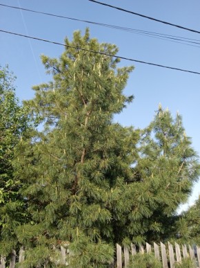ул. Полынная,29 в Среднеуральске - sredneuralsk.yutvil.ru - фото 18 ул. Полынная,29 в Среднеуральске - sredneuralsk.yutvil.ru - фото 18